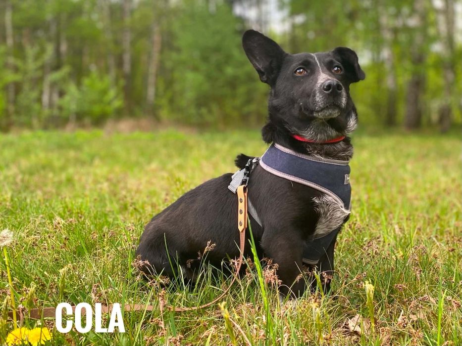 2 letnia mała sunia Kolae, adopcja za darmo oddam