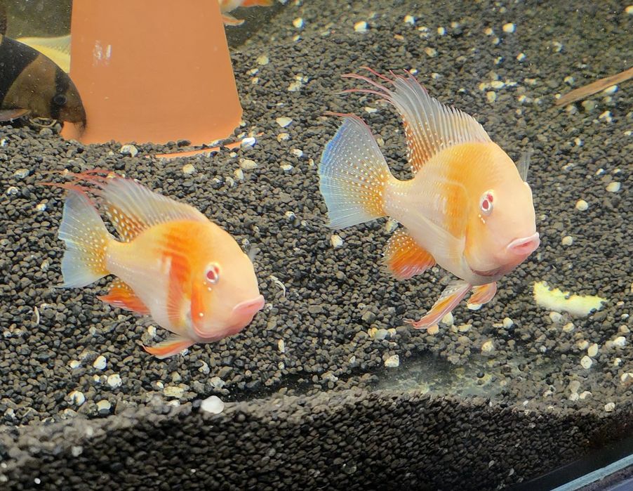 Ziemiojady Acarichthys heckeli albino dobrane pary.