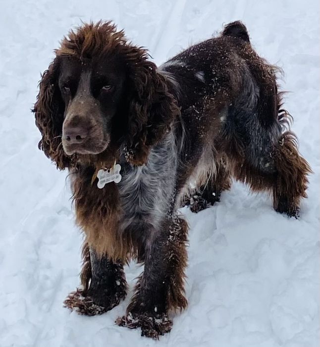 Предлагаем для вязки русского охотничьего спаниеля
