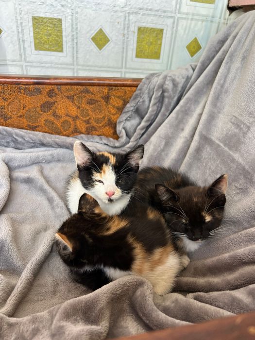 Отдам котят в хорошие руки