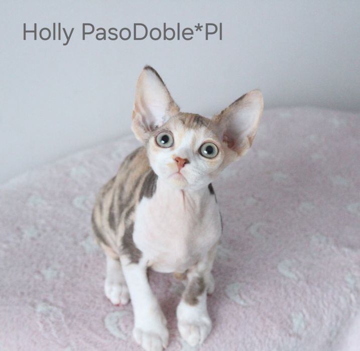 Kotka devon rex FPL