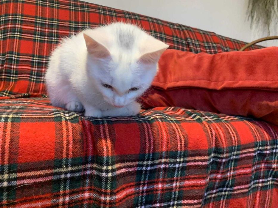 5 miesieczna sliczna koteczka do adopcji