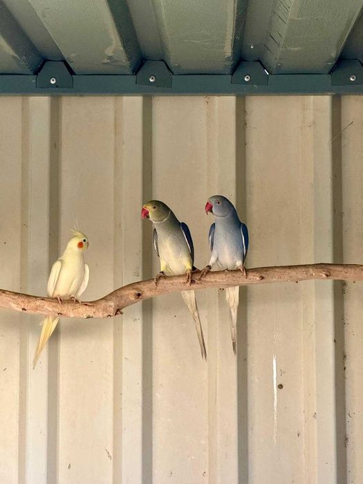 Disponível ringnecks