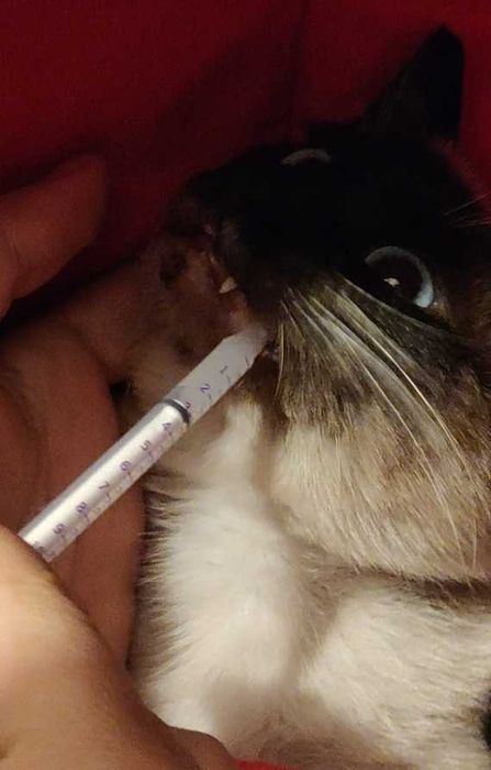 Pet Sitting / Home Sitting - Cuidadores/Tratadores