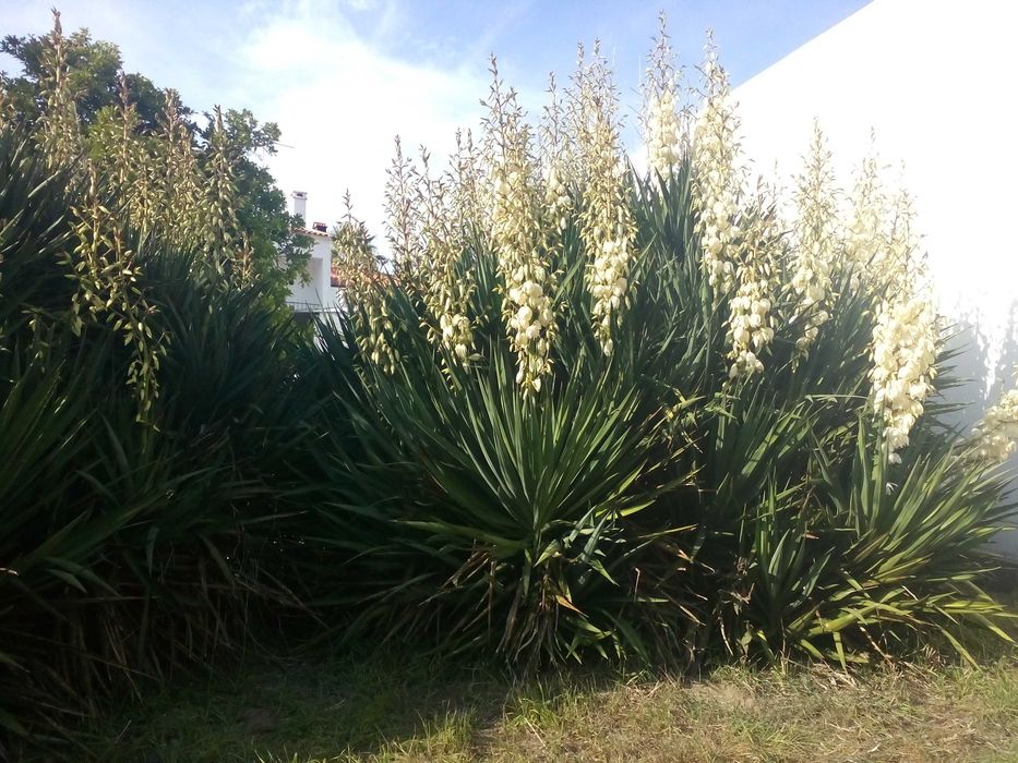 QUINTA Situada a 1800 M  da CIDADE de PONTE de SOR