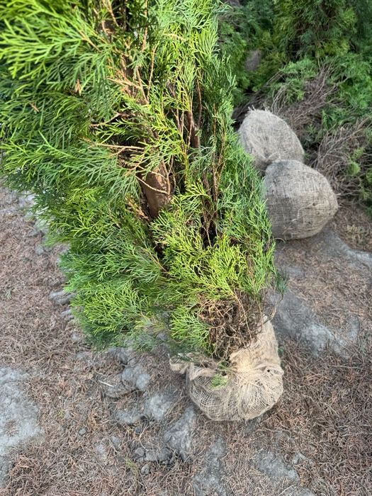 Thuja Smaragd Tuja Szmaragd stożkowa 200-250 cm na żywopłot Tanio