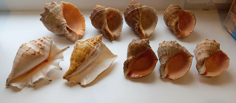 Колекція справжніх океанічних раковин/ мушлі