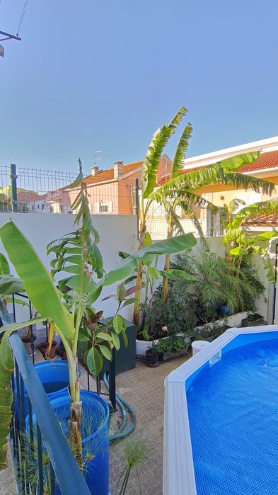 Bananeiras (tipo Palmeira) em Vaso