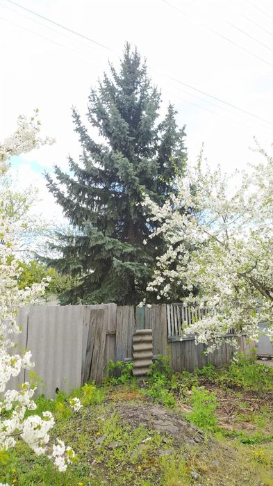 Продам голубую ель