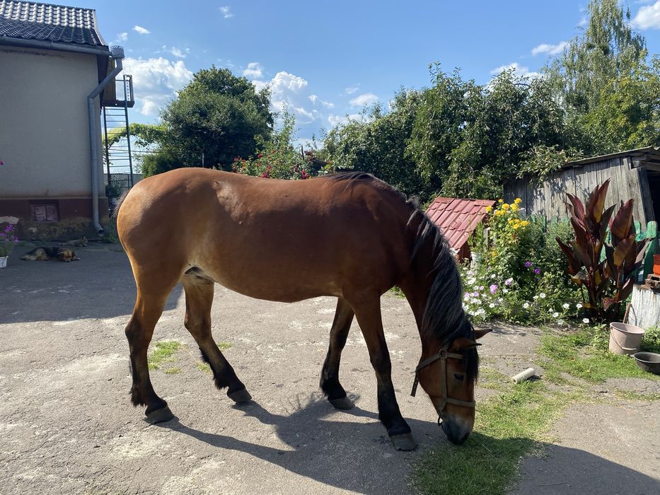 Робоча кобила