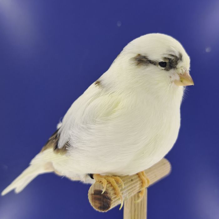 Kanarek, samczyk 23 - sprzedam, Wrocław