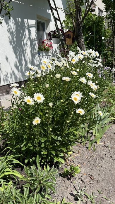 Ромашка сортова, велика.