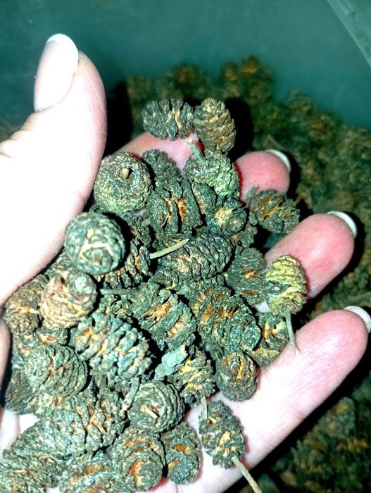 Продам насіння вільхи