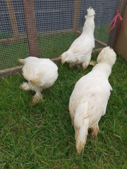 Kury sułtany białoczuby