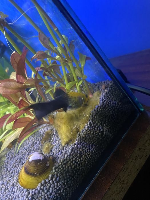 1 macho Moly e 1 casal de platy troco por guppys