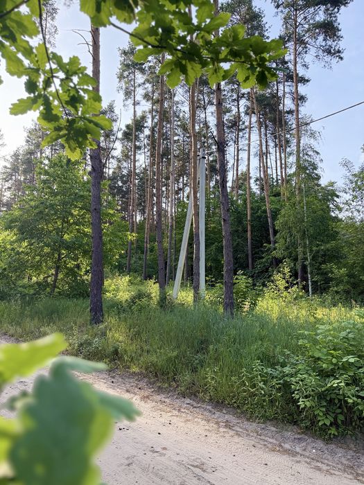 50 соток у сосновому лісі | Під базу відпочинку, котеджі, інвестицію