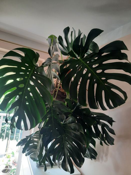Monstera big form olbrzym