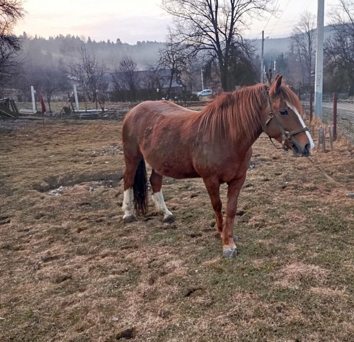 Продам добру кобилу