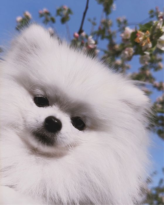 В’язка (міні шпіц)