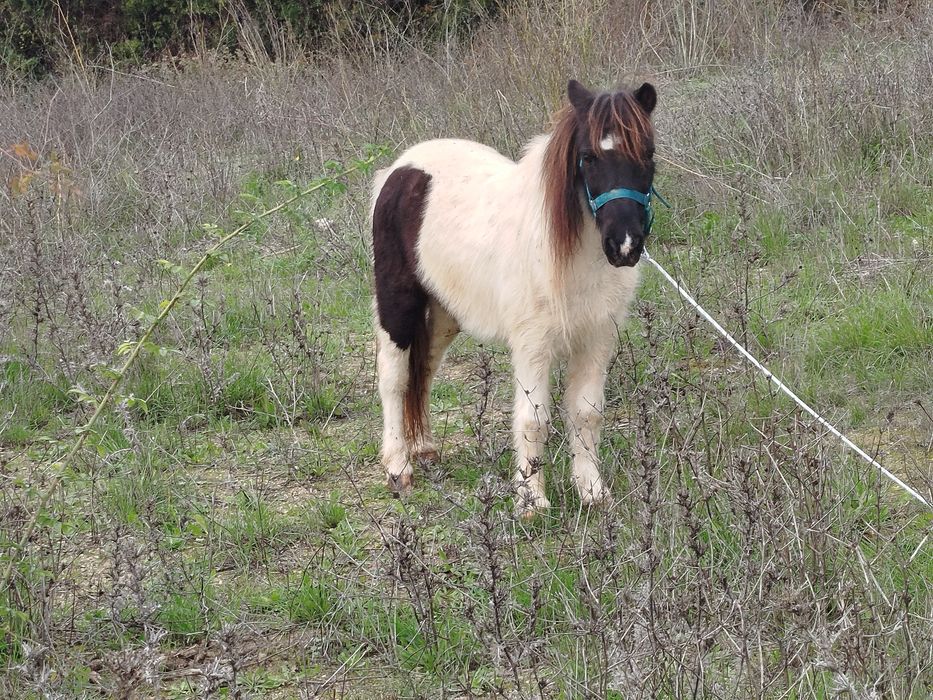 Segue para venda pônei fêmea mansinha