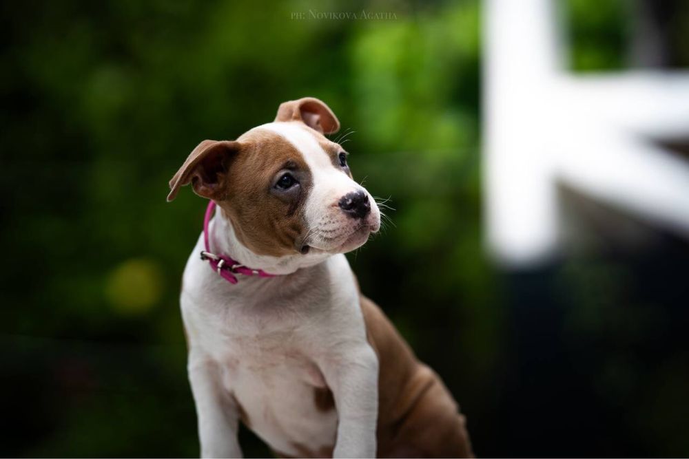 Дівчинка з перчинкою