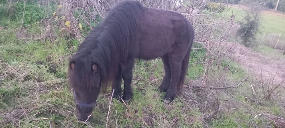 Poney preto bem engatado e montado mansinho