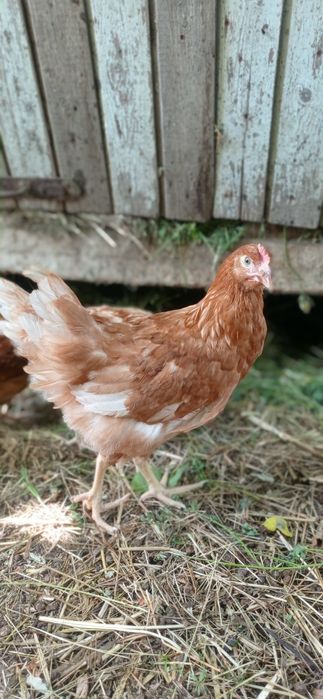 Куры старка и молодка