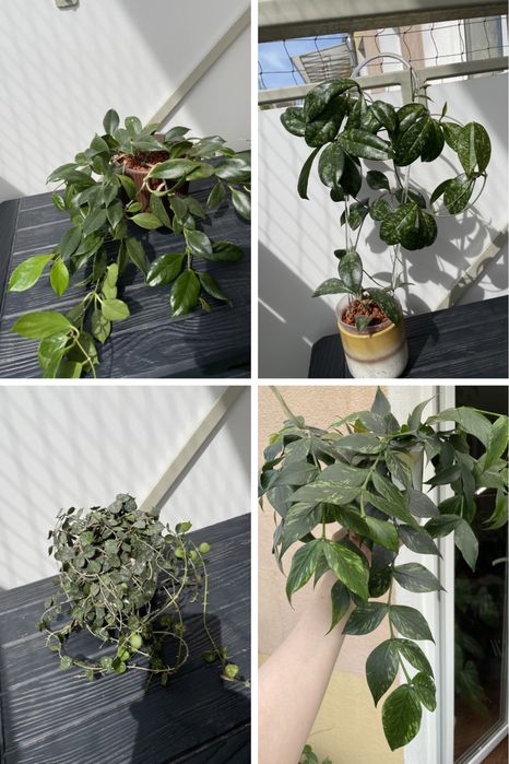 Hoya mix wibergie, callistiphylla, macrophylla, sabah… cięte węzły