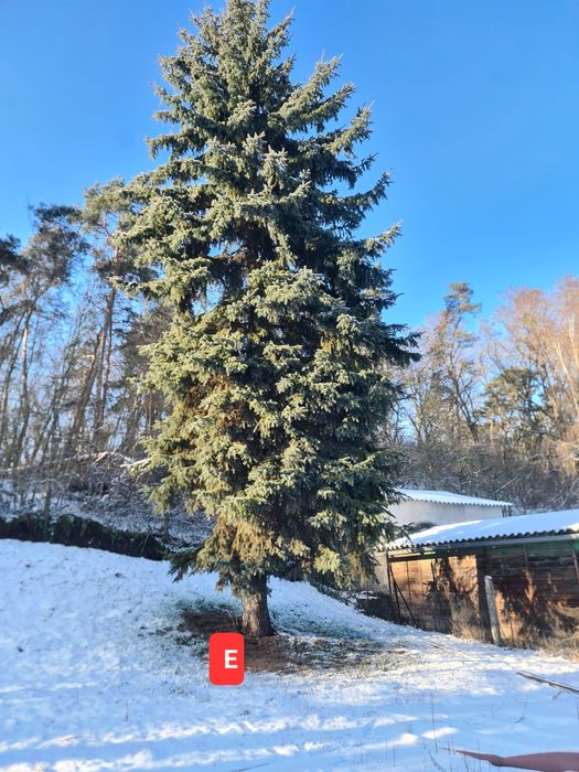 Oddam Drzewo świerkowe za wycinkę