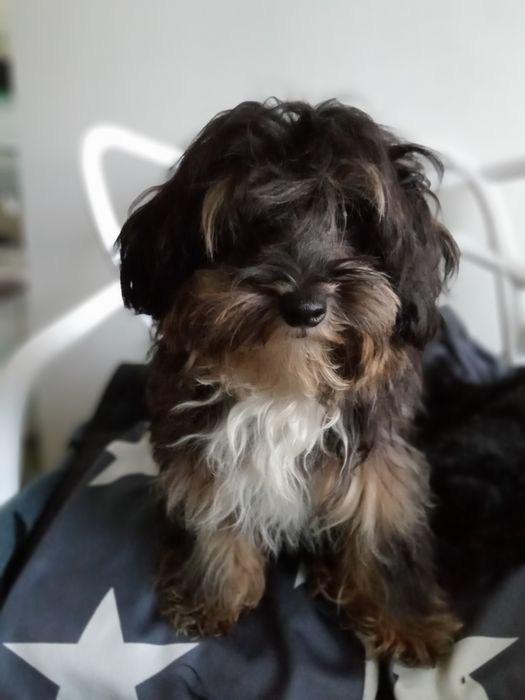 Мальтіпушки дівчаткаF2