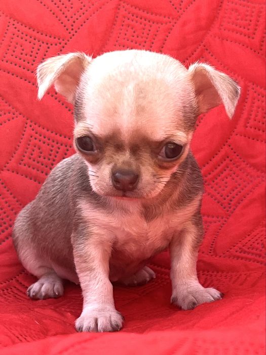 Chihuahua Femea  Pelo Curto
