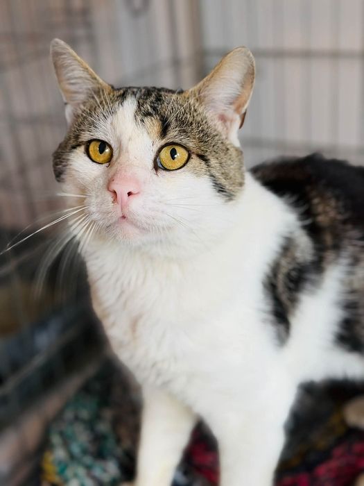 Uroczy kocurek do adopcji