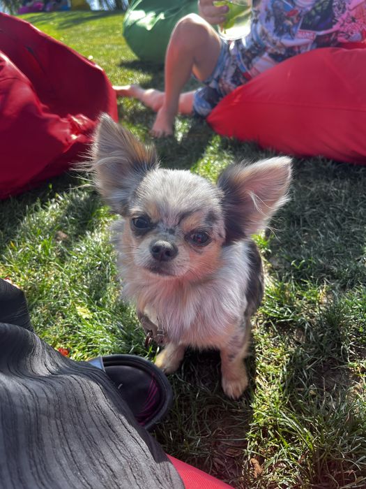 Идеальный парень Чихуахуа мерле на вязку кобель