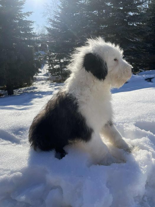 Owczarek staroangielski-Bobtail