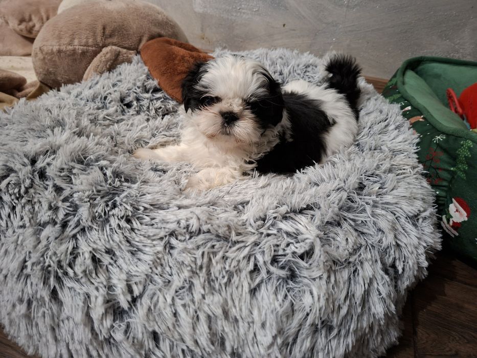 Shih-tzu Czarno biała Sunia