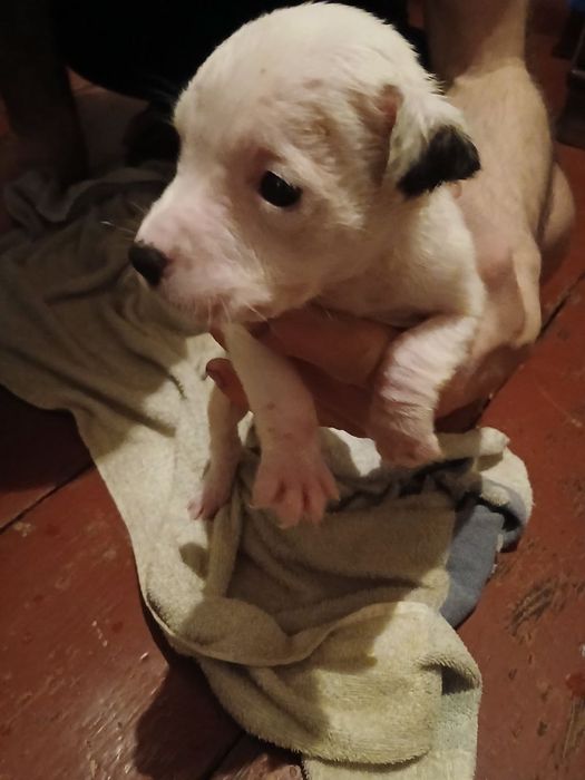 Віддам цуценят, порода — Стаффордширський терьер.