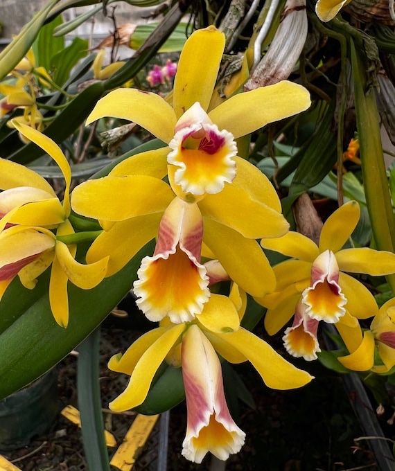 Орхідея Cattleya Luteola 4N x sib гарнюща