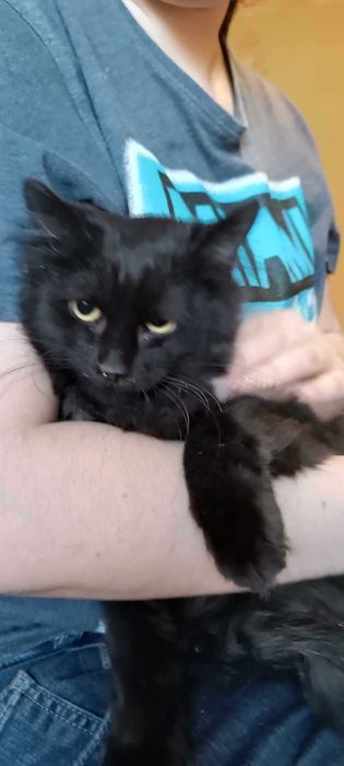 Eloy piękna bezdomna długowłosa roczna kotka szuka domu