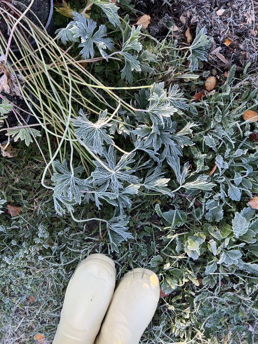 Журавець Buxton’s Blue (герань)