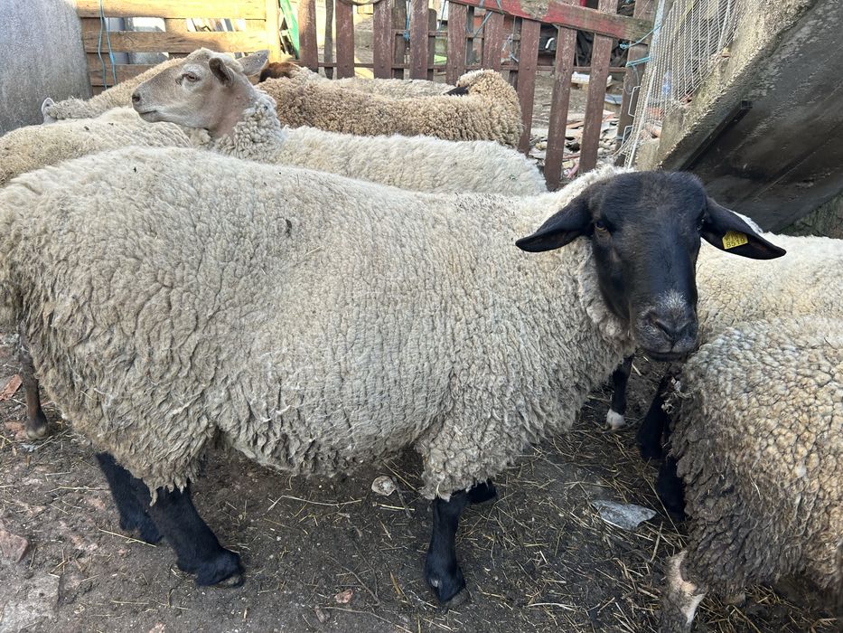 Animais de queinta
