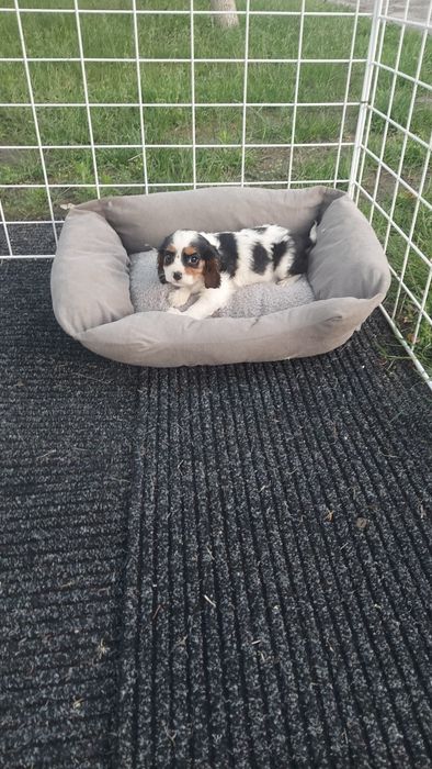 Cavalier king Charles spaniel szczeniak szczeniaki