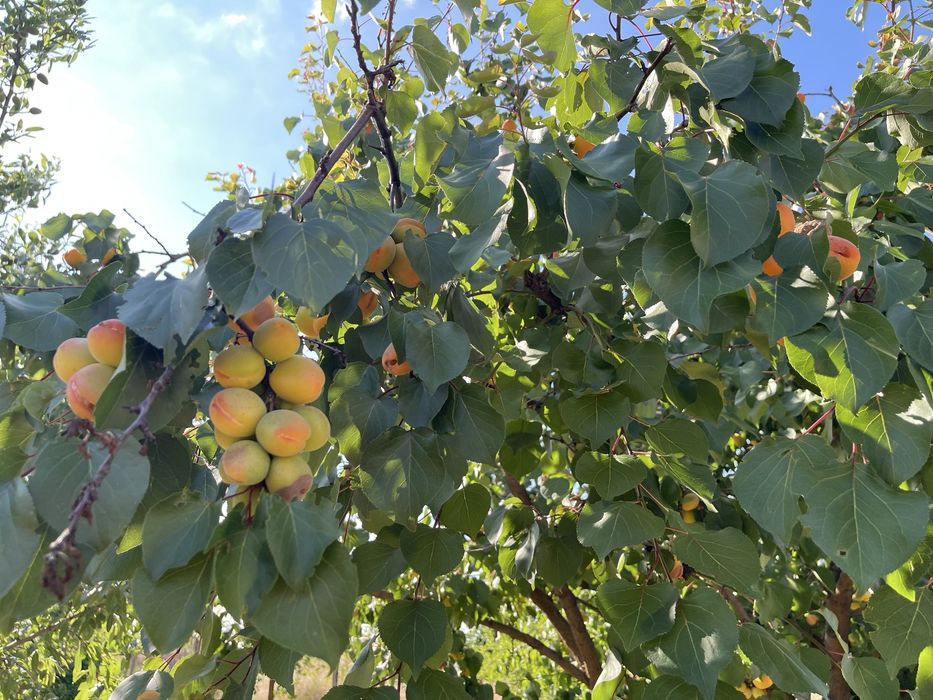 Продам недобудований будинок! Варварівка! Скважина! 10 соток землі .