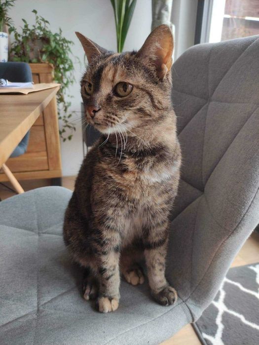 Lea - kocia księżniczka na tropie swojego człowieka