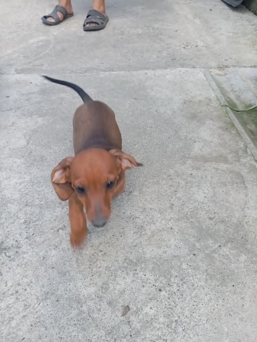 Таксинята дівчатка 6_х місячні