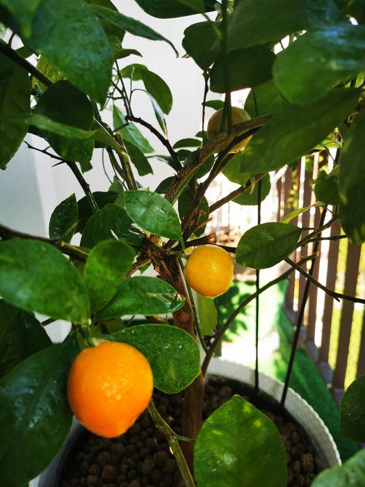 Citrus Calamondin, pomarańcza