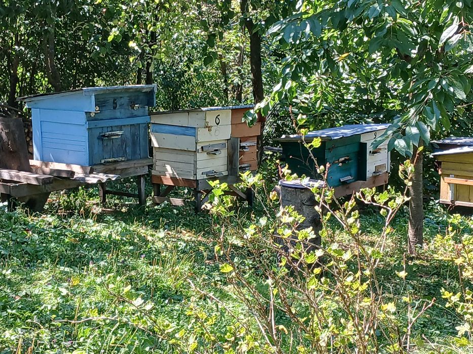 Бджоли  вулики бджолині