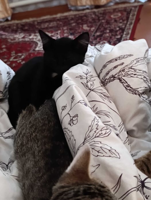 Отдаю даром хороших котят