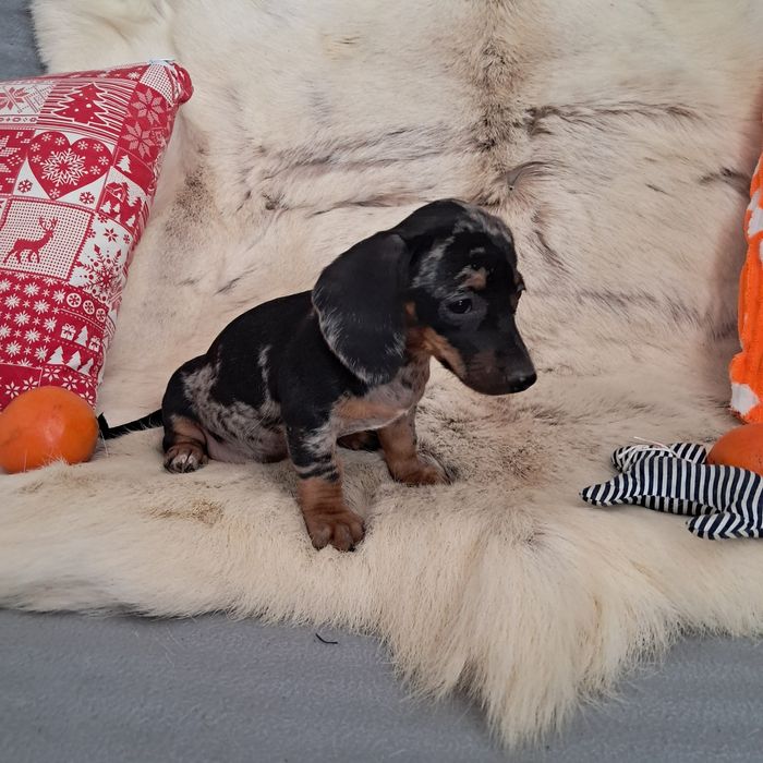 Jamnik miniaturowy  merle suczka