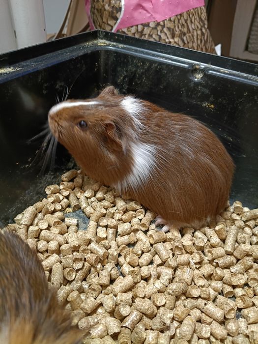 Dwumiesięczny Samiec świnki morskiej