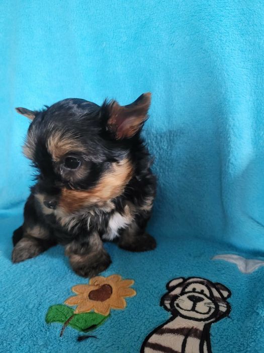 Yorkshire Terrier
